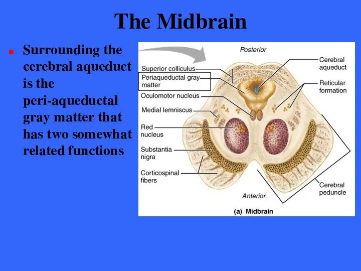 The Midbrain Surrounding the cerebral aqueduct is the peri-aqueductal gray matter