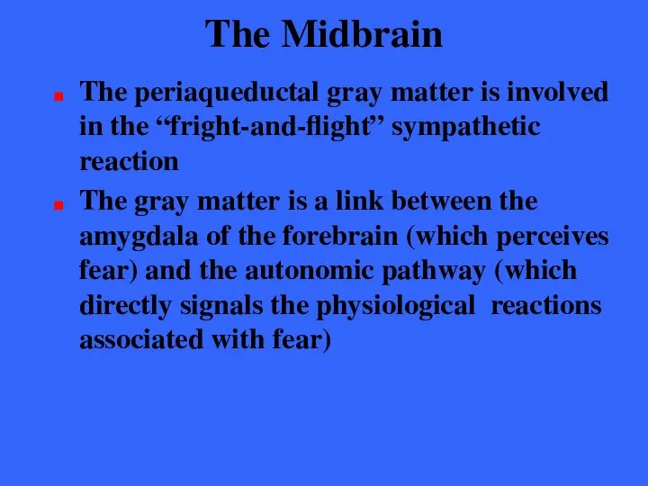 The Midbrain The periaqueductal gray matter is involved in the “fright-and-flight”