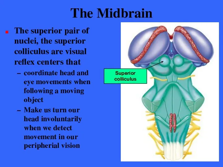 The Midbrain The superior pair of nuclei, the superior colliculus are