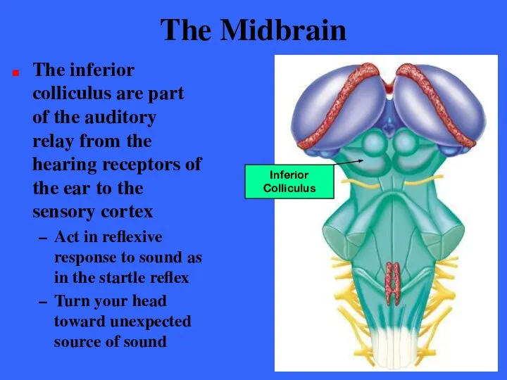 The Midbrain The inferior colliculus are part of the auditory relay