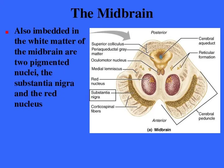 The Midbrain Also imbedded in the white matter of the midbrain