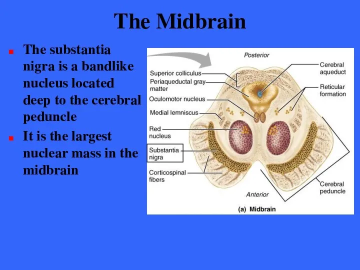 The Midbrain The substantia nigra is a bandlike nucleus located deep
