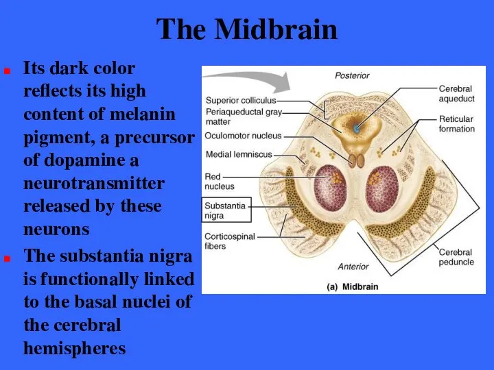 The Midbrain Its dark color reflects its high content of melanin