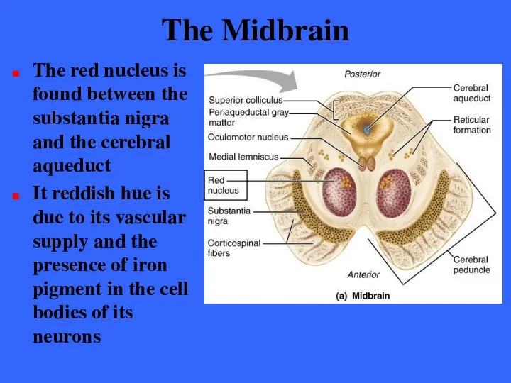 The Midbrain The red nucleus is found between the substantia nigra