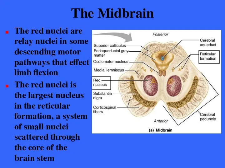 The Midbrain The red nuclei are relay nuclei in some descending