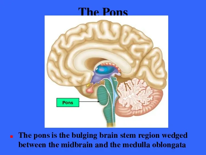 The Pons The pons is the bulging brain stem region wedged