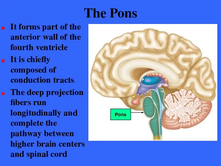 The Pons It forms part of the anterior wall of the