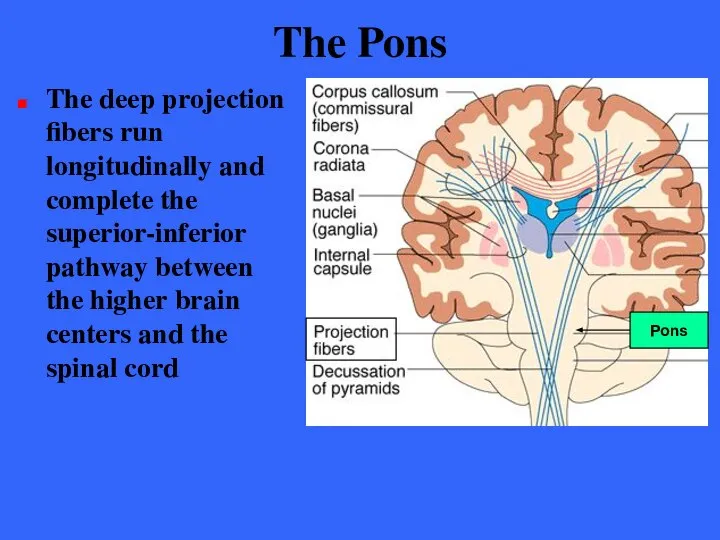 The Pons The deep projection fibers run longitudinally and complete the