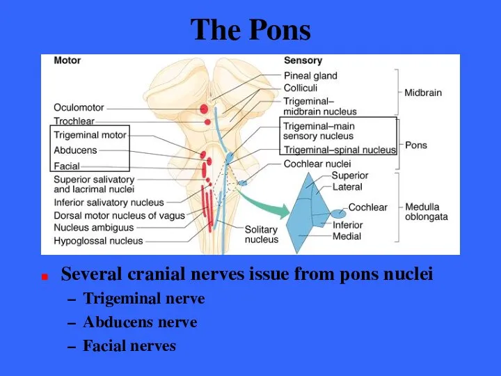 The Pons Several cranial nerves issue from pons nuclei Trigeminal nerve Abducens nerve Facial nerves