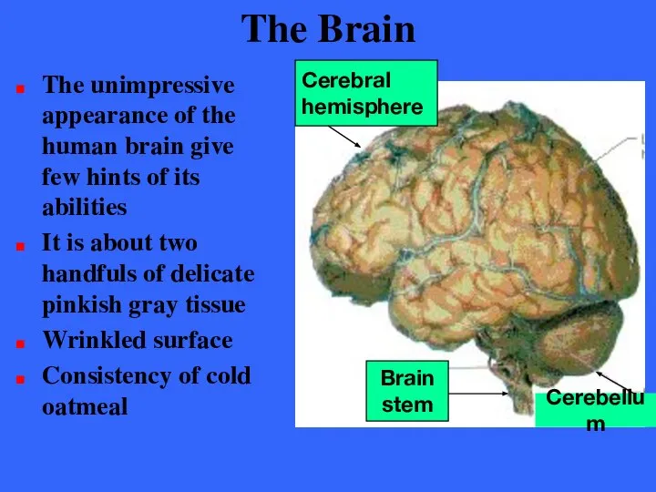 The Brain The unimpressive appearance of the human brain give few