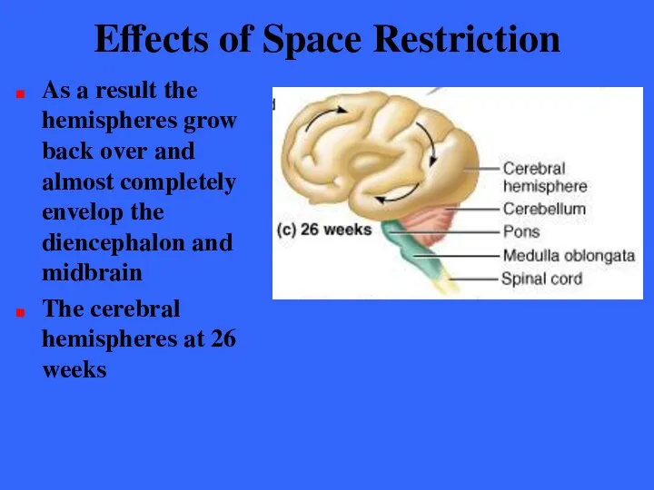 Effects of Space Restriction As a result the hemispheres grow back