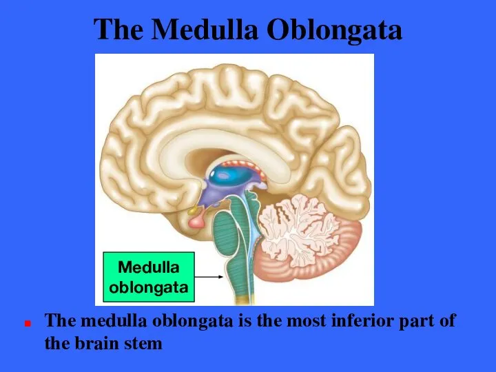 The Medulla Oblongata The medulla oblongata is the most inferior part