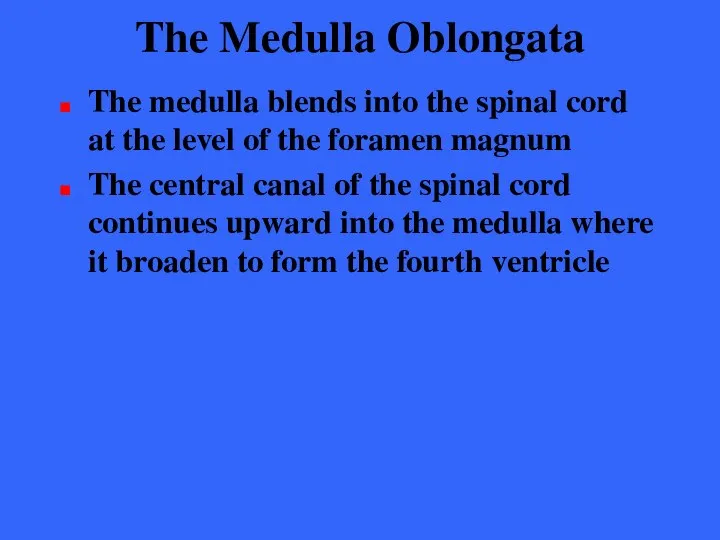 The Medulla Oblongata The medulla blends into the spinal cord at