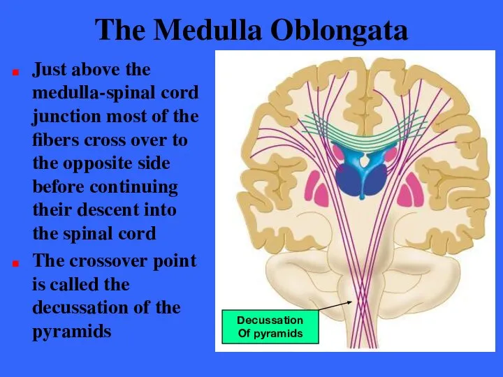 The Medulla Oblongata Just above the medulla-spinal cord junction most of