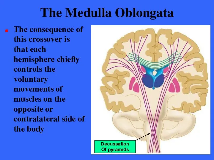 The Medulla Oblongata The consequence of this crossover is that each