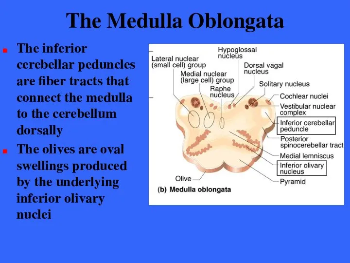 The Medulla Oblongata The inferior cerebellar peduncles are fiber tracts that