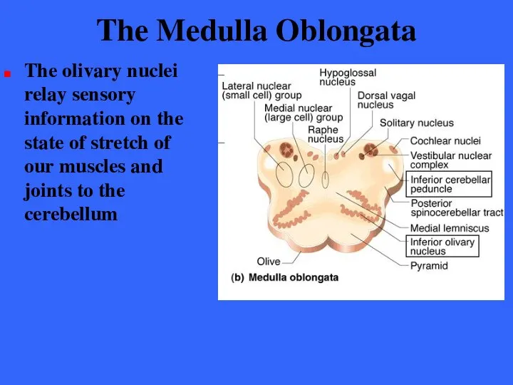 The Medulla Oblongata The olivary nuclei relay sensory information on the