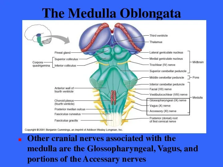 The Medulla Oblongata Other cranial nerves associated with the medulla are