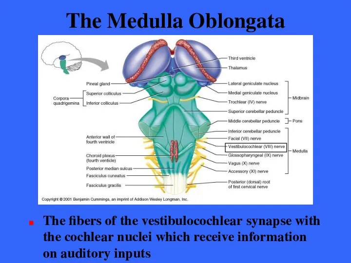 The Medulla Oblongata The fibers of the vestibulocochlear synapse with the