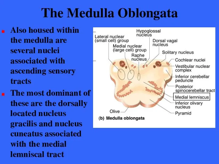The Medulla Oblongata Also housed within the medulla are several nuclei
