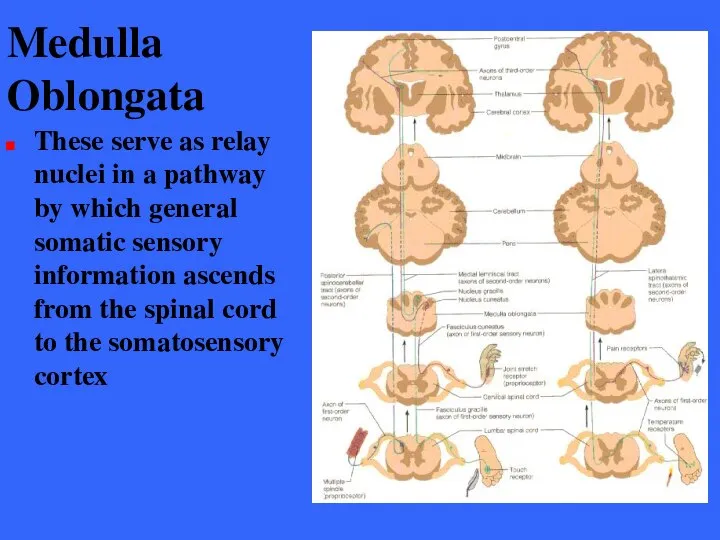 Medulla Oblongata These serve as relay nuclei in a pathway by