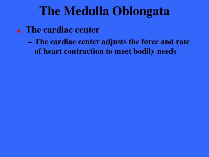 The Medulla Oblongata The cardiac center The cardiac center adjusts the