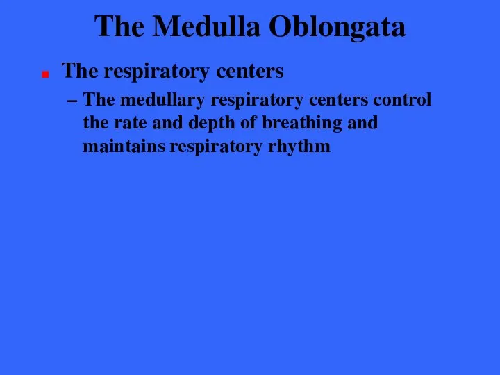 The Medulla Oblongata The respiratory centers The medullary respiratory centers control