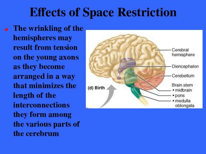 Effects of Space Restriction The wrinkling of the hemispheres may result