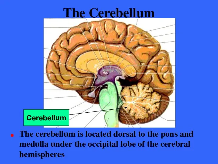 The Cerebellum The cerebellum is located dorsal to the pons and