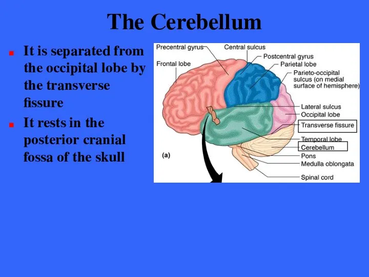 The Cerebellum It is separated from the occipital lobe by the