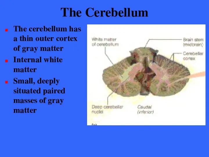 The Cerebellum The cerebellum has a thin outer cortex of gray