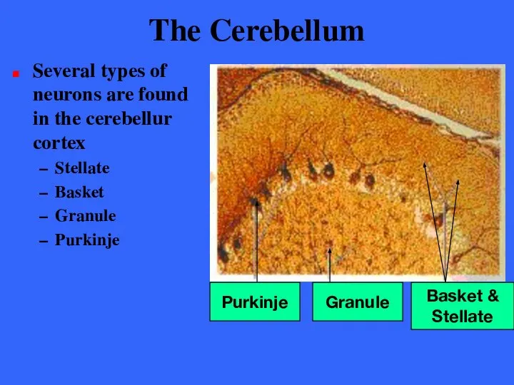 The Cerebellum Several types of neurons are found in the cerebellur