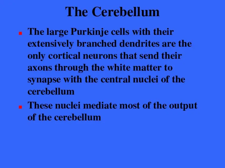 The Cerebellum The large Purkinje cells with their extensively branched dendrites