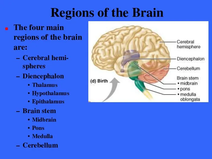 Regions of the Brain The four main regions of the brain