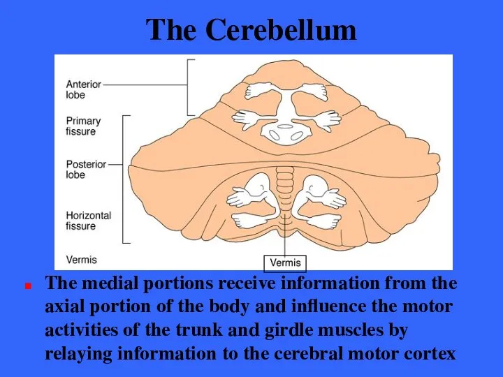 The Cerebellum The medial portions receive information from the axial portion