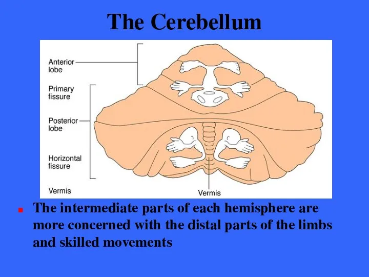 The Cerebellum The intermediate parts of each hemisphere are more concerned