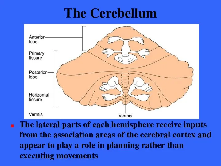 The Cerebellum The lateral parts of each hemisphere receive inputs from