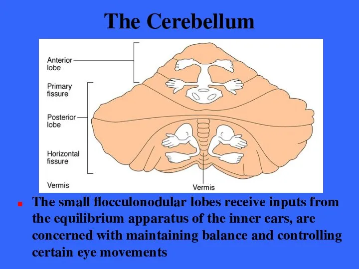 The Cerebellum The small flocculonodular lobes receive inputs from the equilibrium