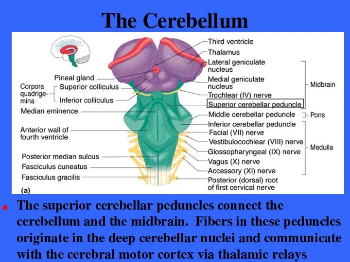 The Cerebellum The superior cerebellar peduncles connect the cerebellum and the