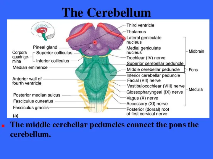 The Cerebellum The middle cerebellar peduncles connect the pons the cerebellum.