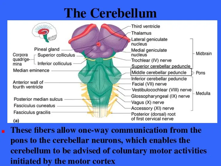 The Cerebellum These fibers allow one-way communication from the pons to