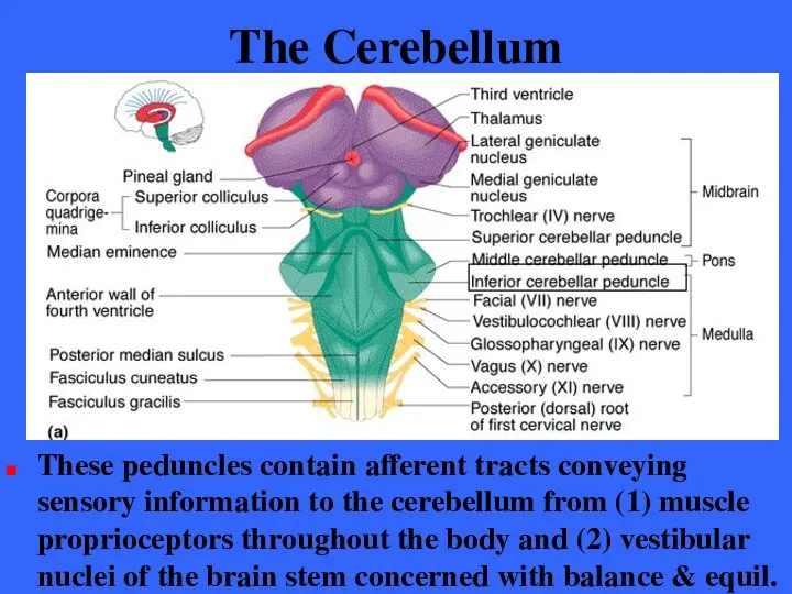 The Cerebellum These peduncles contain afferent tracts conveying sensory information to