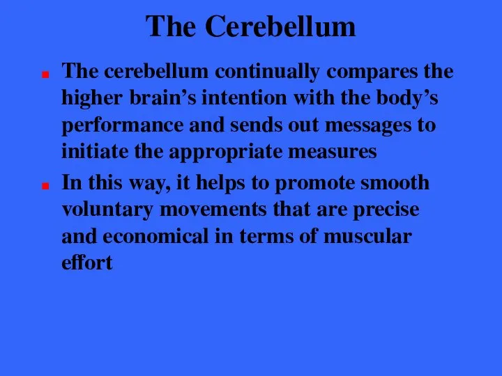 The Cerebellum The cerebellum continually compares the higher brain’s intention with