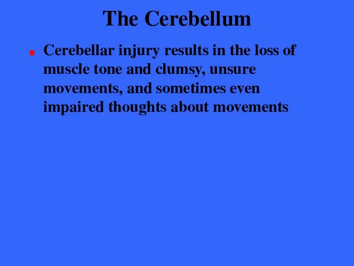 The Cerebellum Cerebellar injury results in the loss of muscle tone