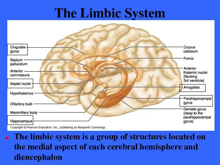 The Limbic System The limbic system is a group of structures