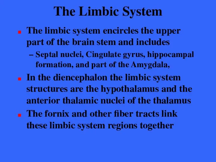 The Limbic System The limbic system encircles the upper part of