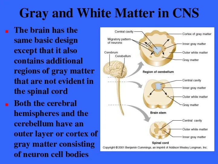 Gray and White Matter in CNS The brain has the same