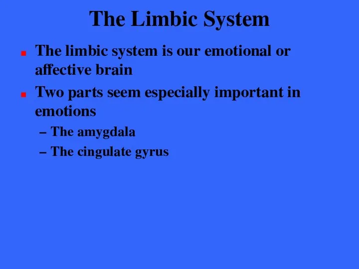 The Limbic System The limbic system is our emotional or affective