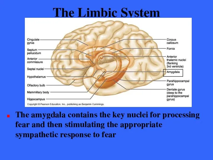 The Limbic System The amygdala contains the key nuclei for processing