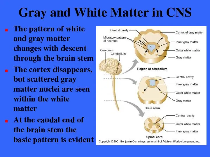 Gray and White Matter in CNS The pattern of white and